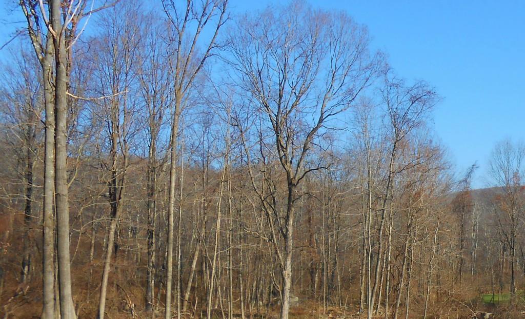 Lot#348 Calkinstown Road Sharon, CT 06069 - Photo 1 of 1 a view of a yard