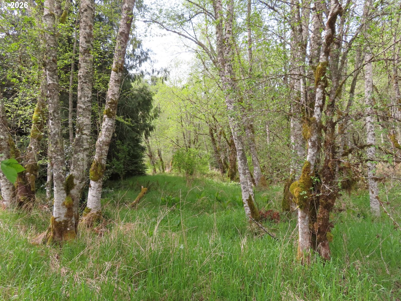 Hagen Road Mossyrock, WA 98564 - Photo 10 of 29