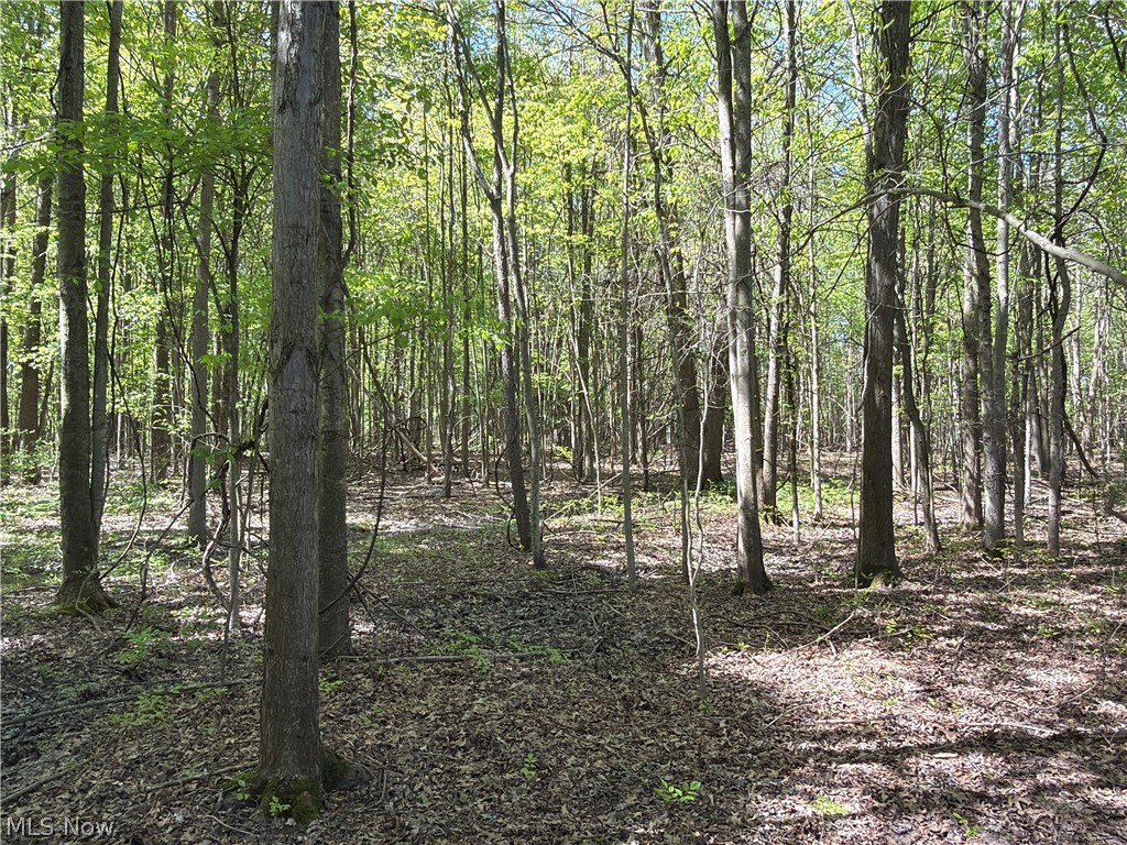 Station Road Columbia Station, OH 44028 - Photo 14 of 22 Wooded lot featuring mature trees and dappled sunlight