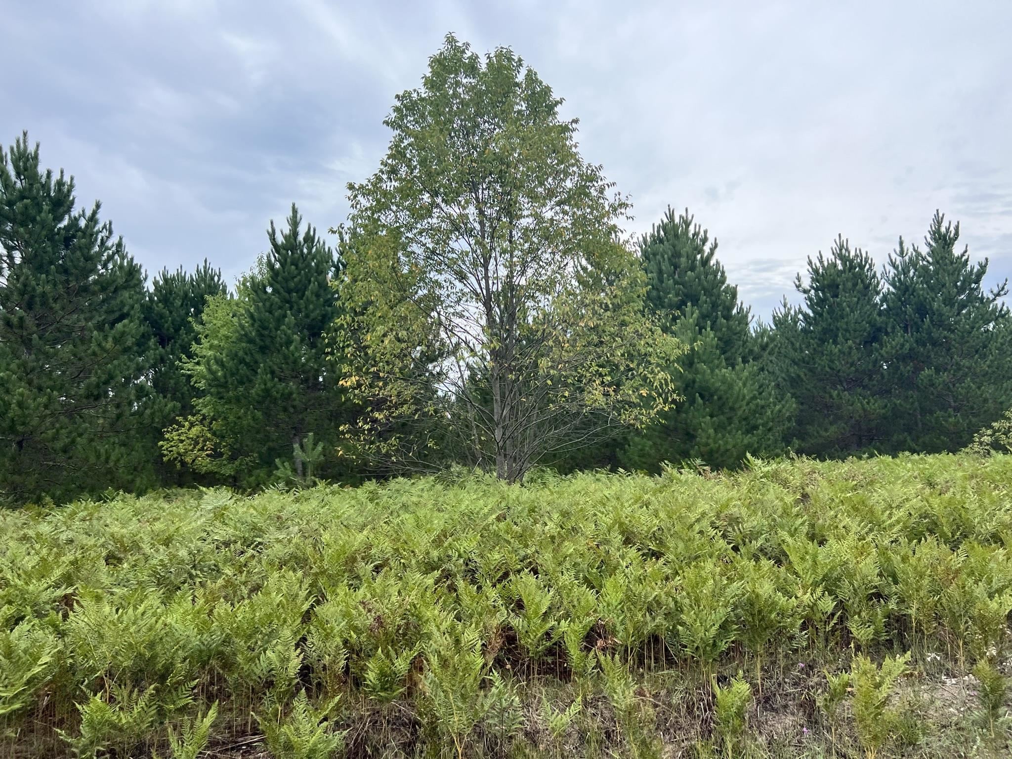 2 South Reynolds Road Interlochen, MI 49643 - Photo 10 of 20