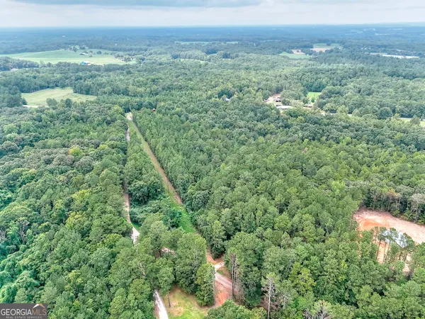 a view of a lush green forest with trees in the background