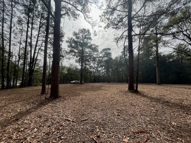 a view of a tree with a yard