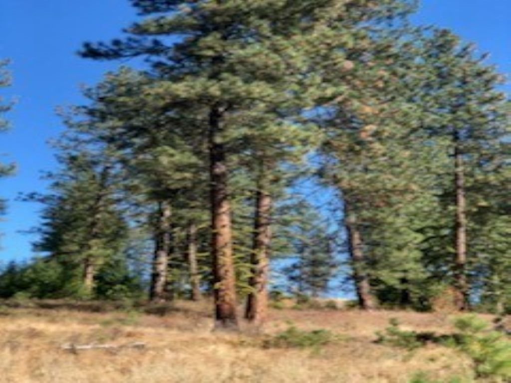 Xxx Moore Road Kettle Falls, WA 99141 - Photo 8 of 10 Gallery Image 8