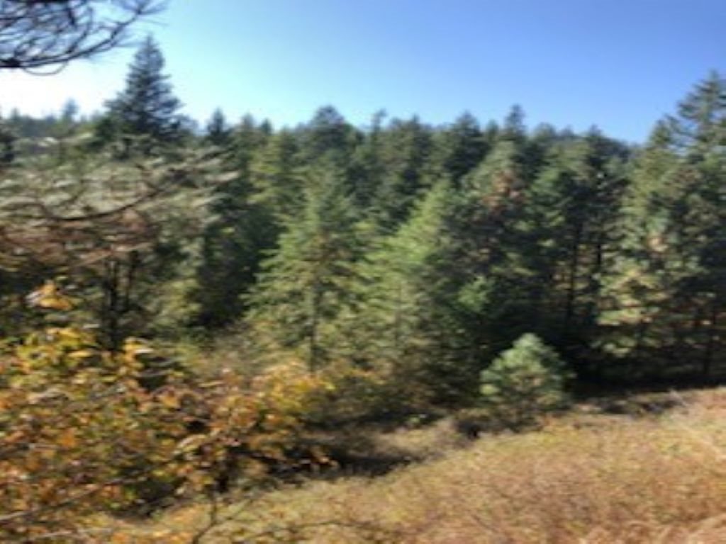 Xxx Moore Road Kettle Falls, WA 99141 - Photo 10 of 10 Gallery Image 10