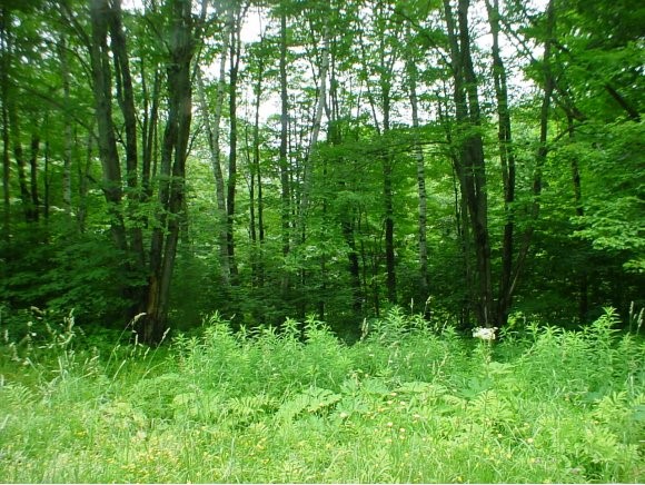 East Hill Road Middlesex, VT 05602 - Photo 1 of 1