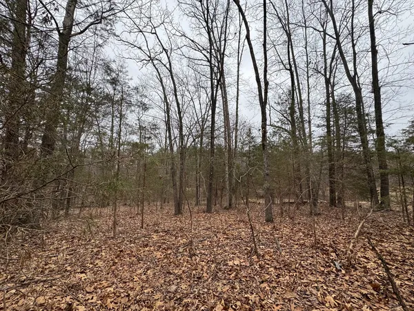 a view of a forest with trees