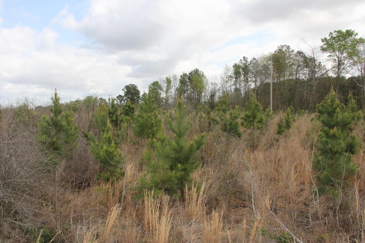 0 Riley Road St. Matthews, SC 29135 - Photo 2 of 3 IMG_9901