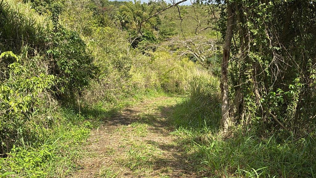 730 Carr Km Cayey, Cayey 00736 - Photo 16 of 17 a view of a yard