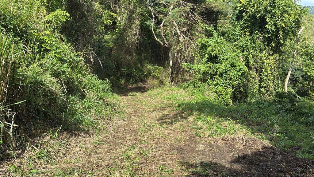 730 Carr Km Cayey, Cayey 00736 - Photo 17 of 17 a view of a yard with plants and large trees