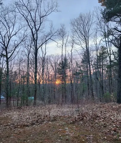 a view of a forest filled with trees