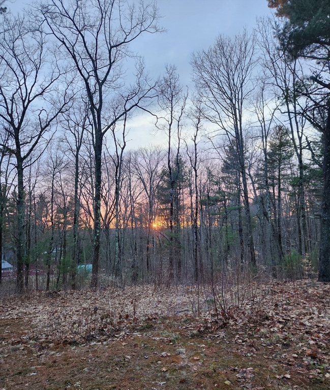 236 Turkey Hill Road Rutland, MA 01543 - Photo 11 of 13 a view of a forest filled with trees