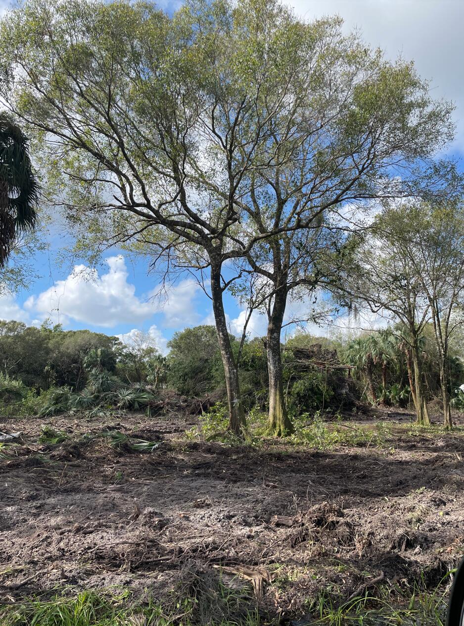 a view of a yard with a large tree