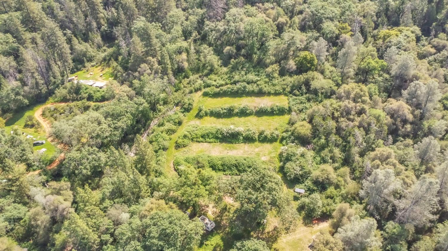 16194 Vierra Road Rackerby, CA 95972 - Photo 16 of 19 a view of a large yard with plants and large trees