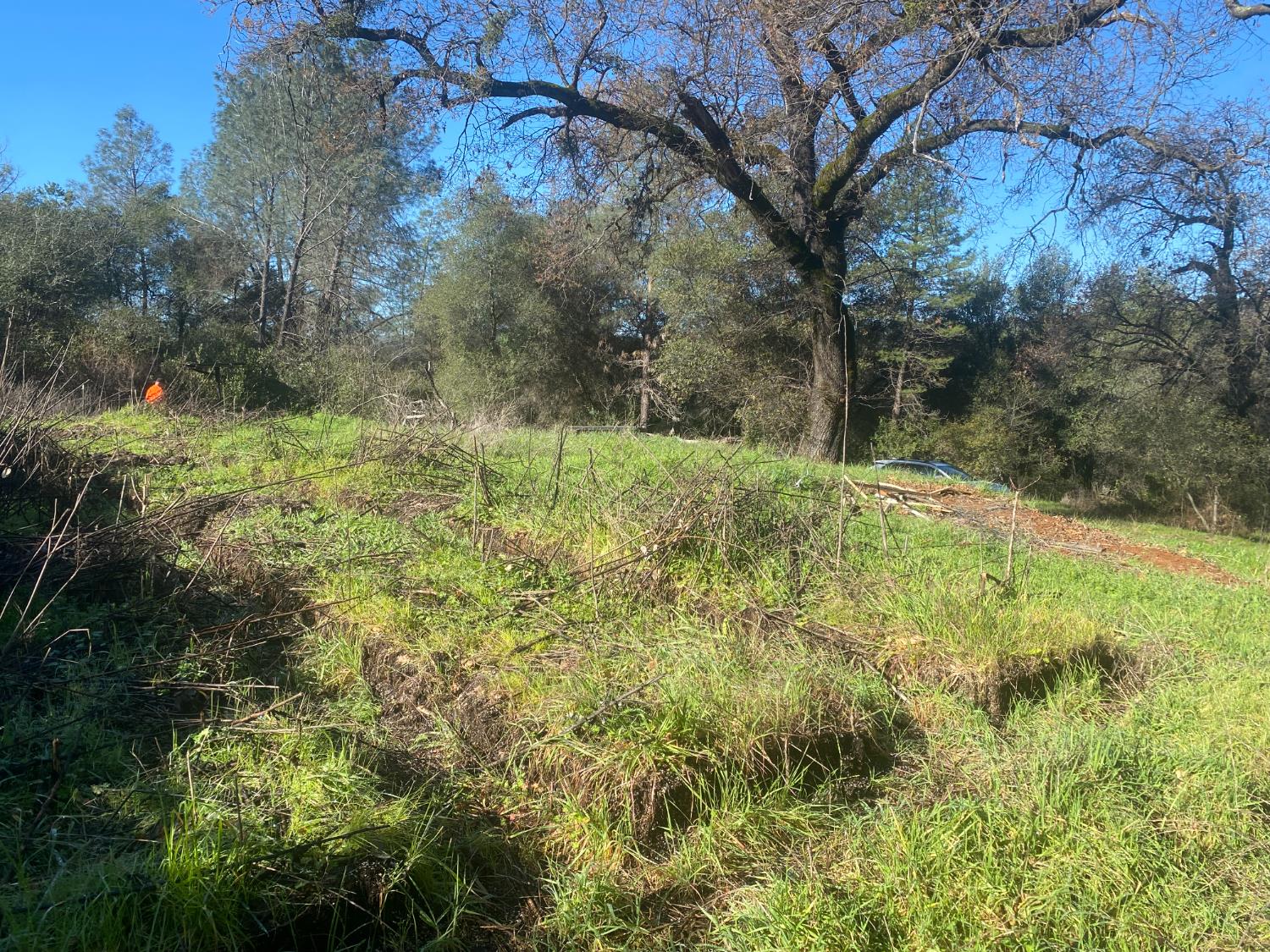 16194 Vierra Road Rackerby, CA 95972 - Photo 7 of 19 a big yard with lots of green space and trees