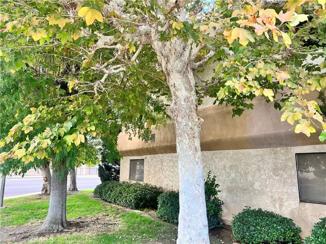 a tree in a house with a tree in front of it