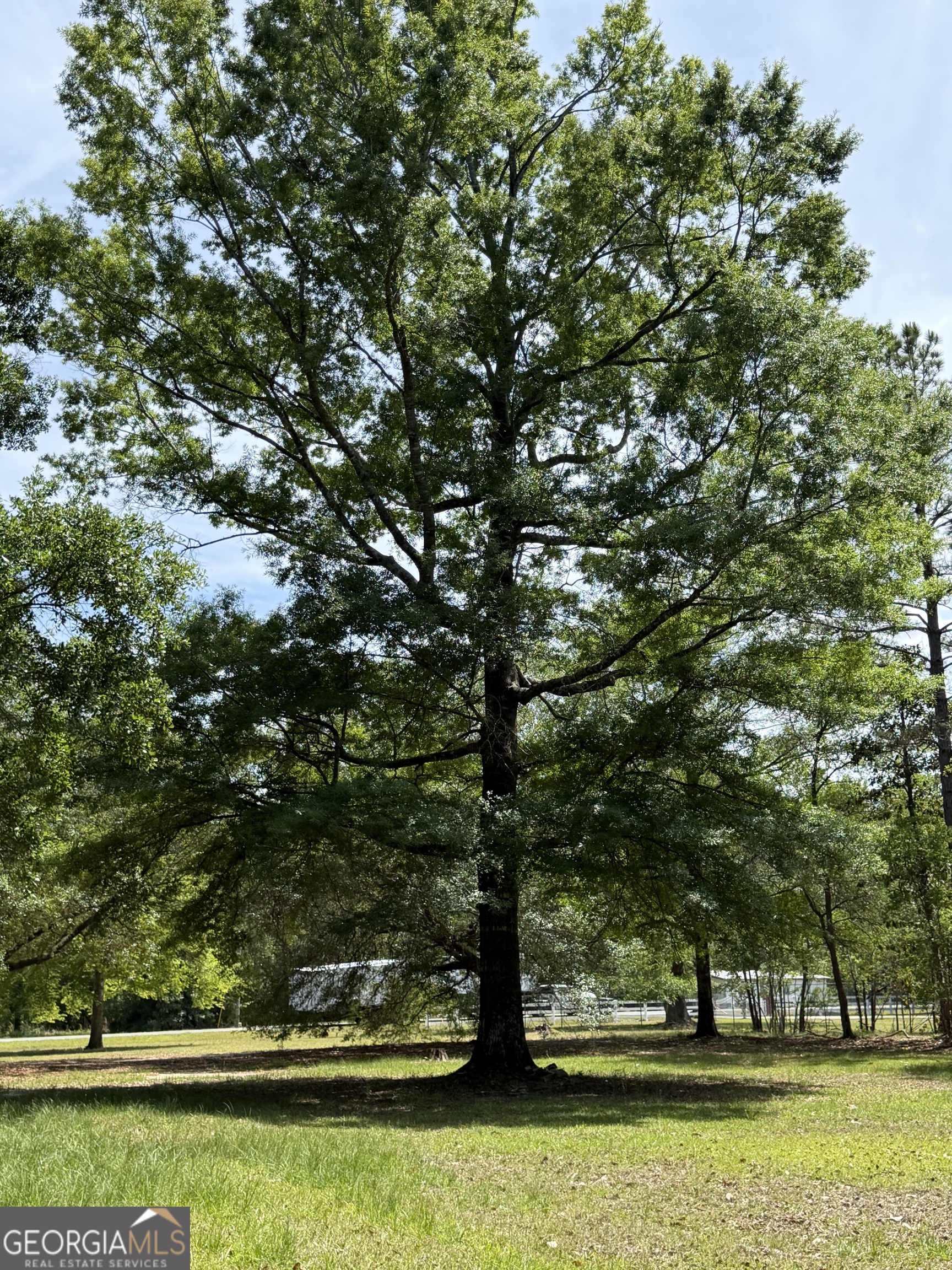 2 Buckboard Trail Jesup, GA 31546 - Photo 34 of 39 a view of yard with tree