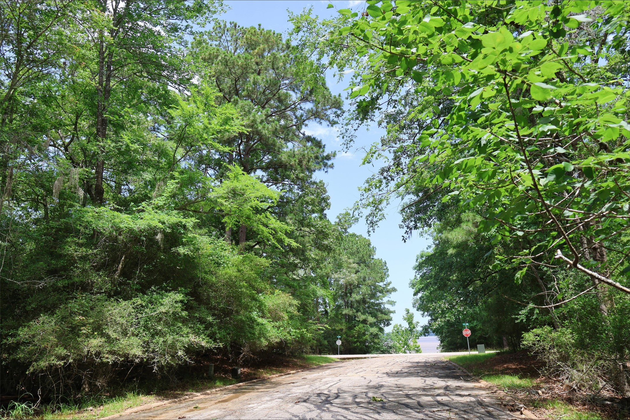60877 Castle Hbr Place Point Blank, TX 77364 - Photo 3 of 5 a view of a yard with plants and large trees