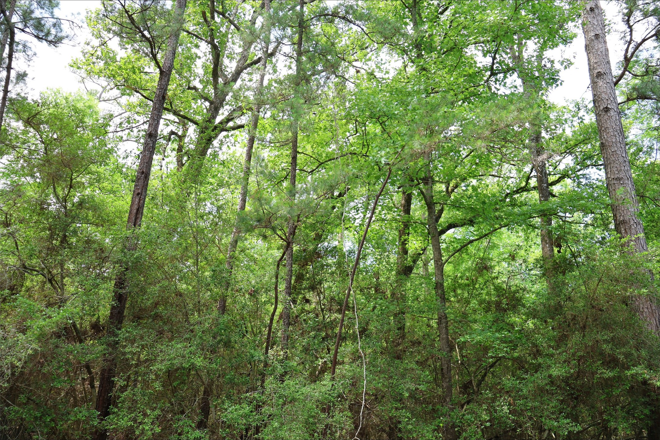 60877 Castle Hbr Place Point Blank, TX 77364 - Photo 5 of 5 a view of a lush green forest
