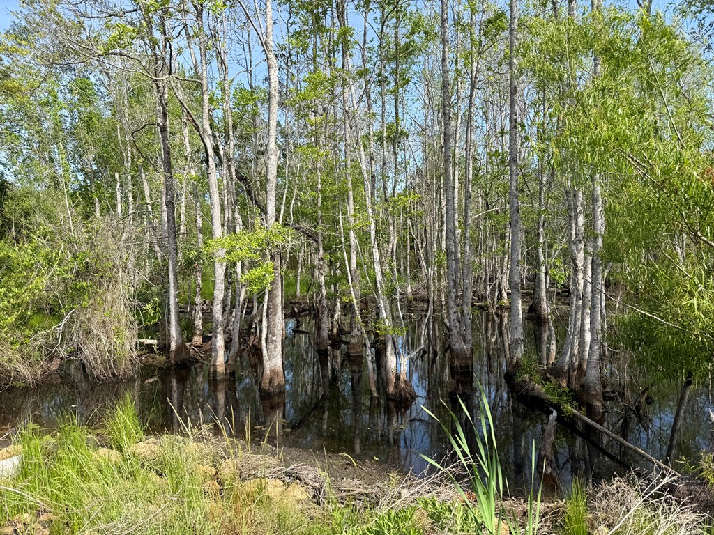 14.57-acres Red Oak Road Florala, AL 36442 - Photo 6 of 14
