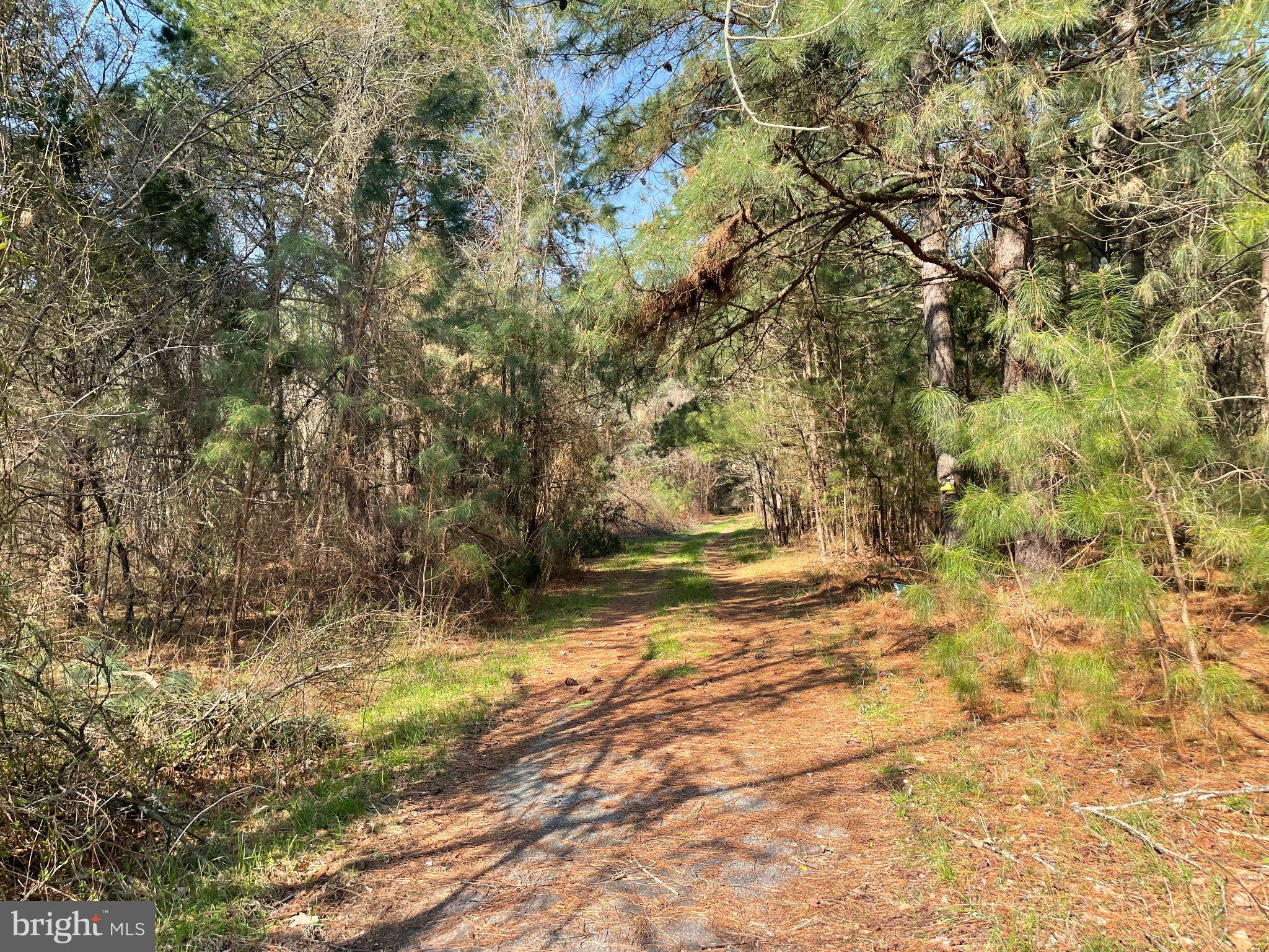 Serene woodland path awaits exploration.