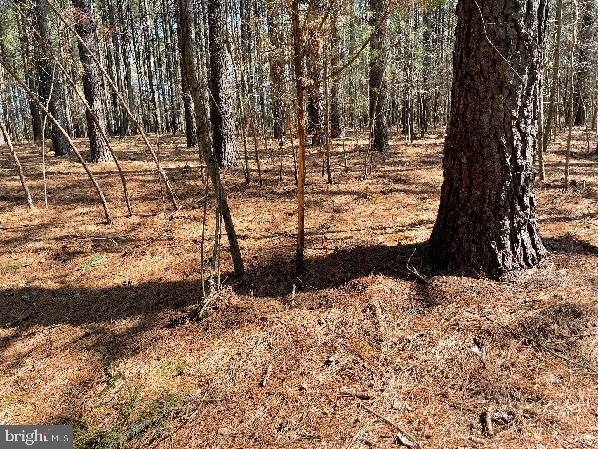 Foskey Lane Delmar, MD 21875 - Photo 2 of 7 Sun-dappled forest floor tranquility.