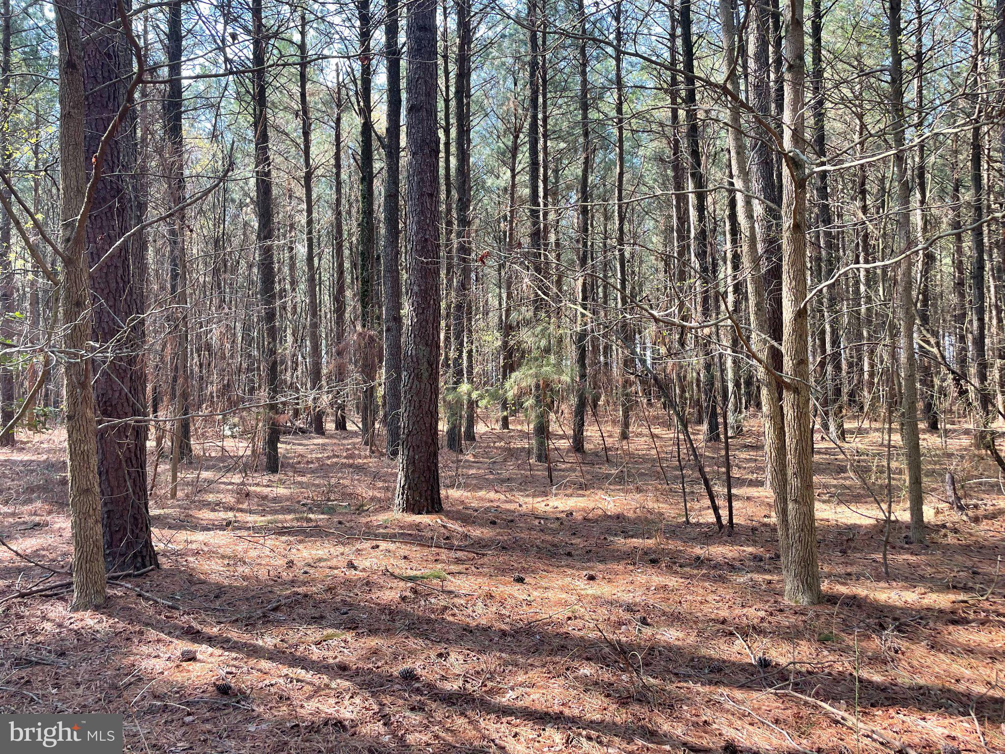 Foskey Lane Delmar, MD 21875 - Photo 3 of 7 Sunlit forest with tall pines.