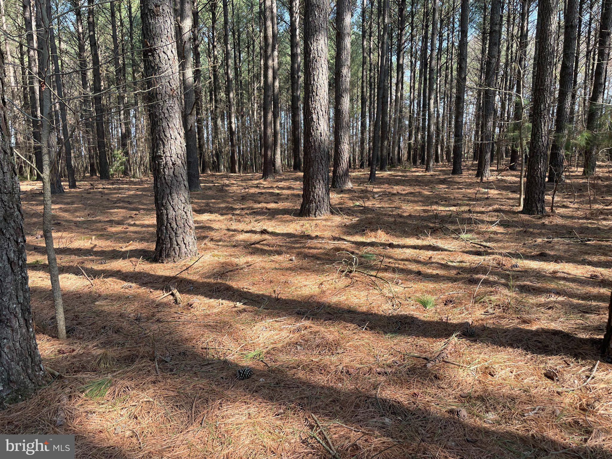 Foskey Lane Delmar, MD 21875 - Photo 4 of 7 Sunlit serenity in a pine forest.