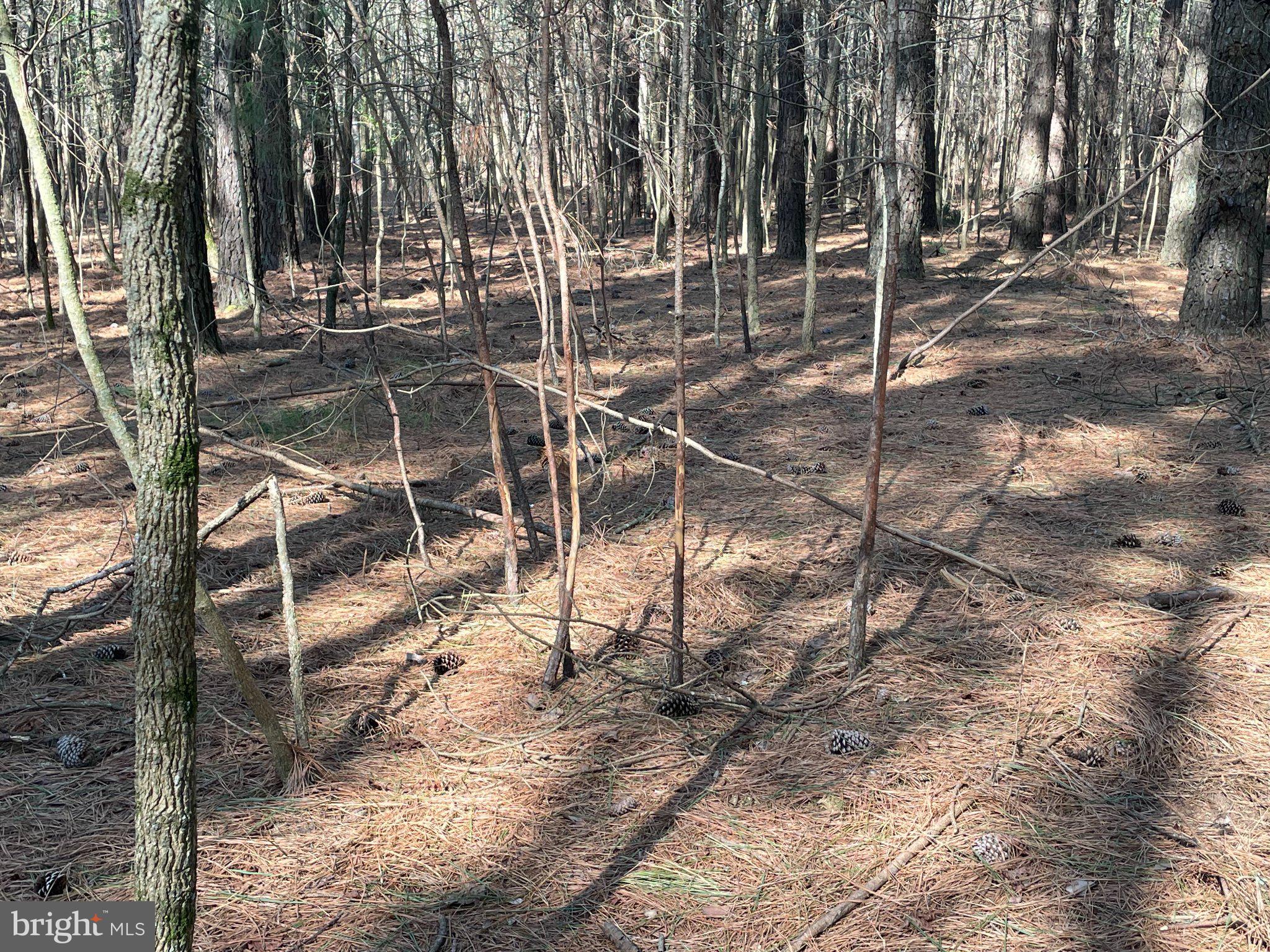 Foskey Lane Delmar, MD 21875 - Photo 5 of 7 Whispers of nature in sunlit woods.