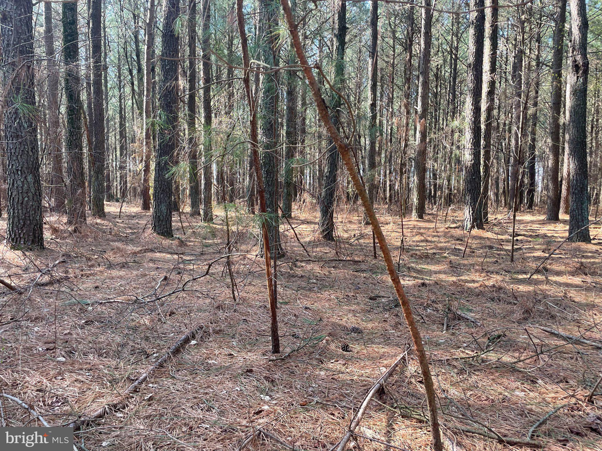 Foskey Lane Delmar, MD 21875 - Photo 6 of 7 Whispers of tranquility in the woods.