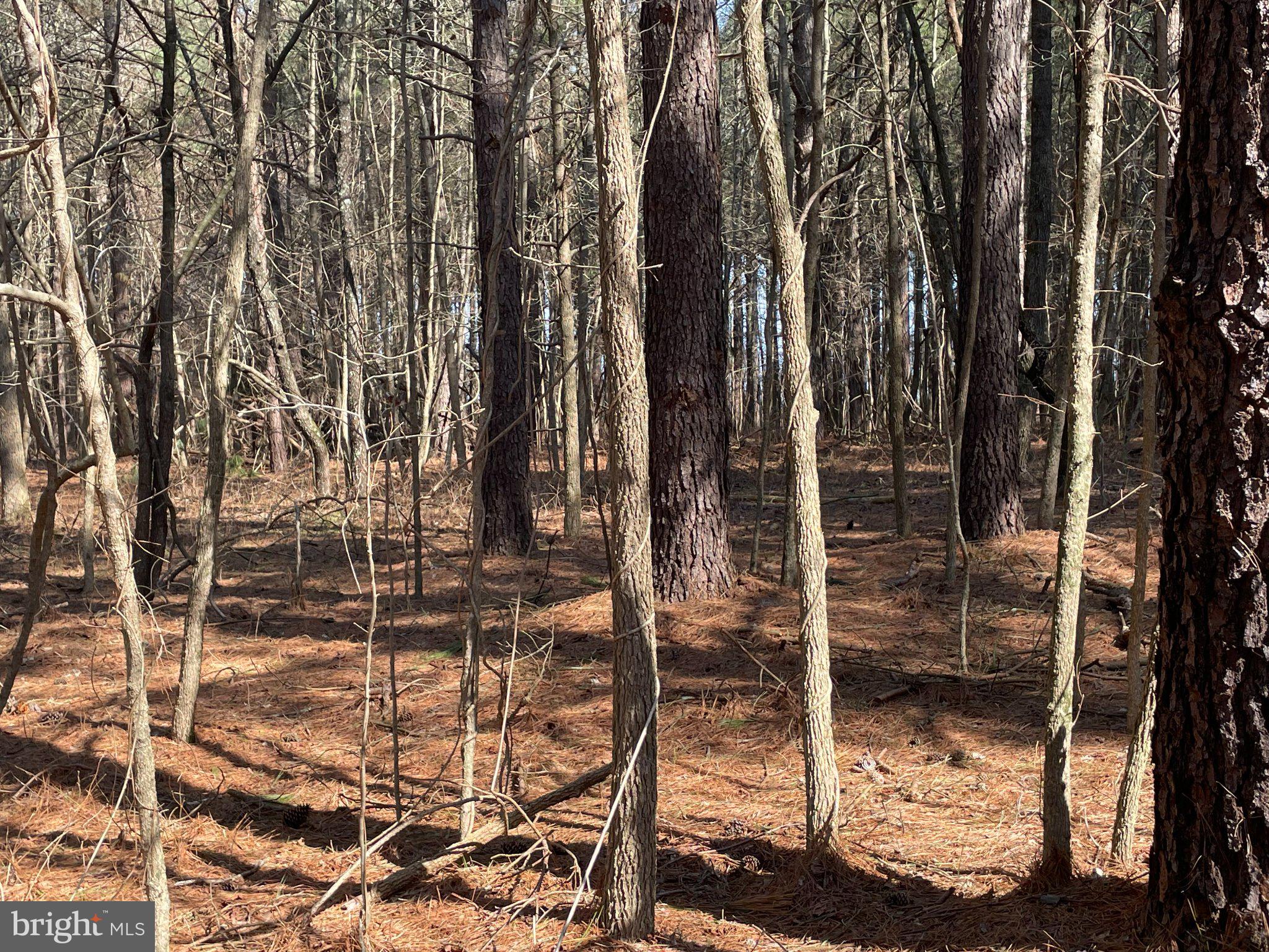 Foskey Lane Delmar, MD 21875 - Photo 7 of 7 Whispers of tranquility in the woods.