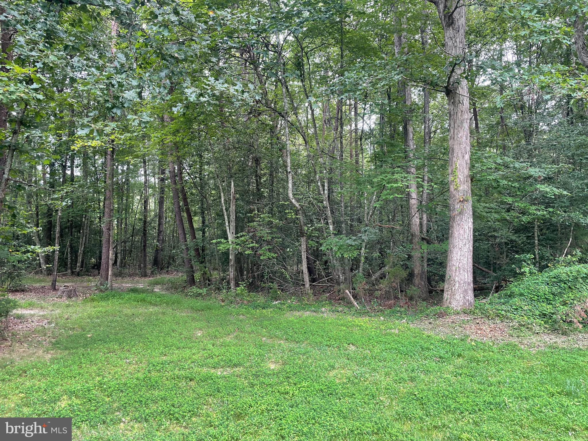 4285 Glory Road Bealeton, VA 22712 - Photo 11 of 76 a view of outdoor space with green field and trees
