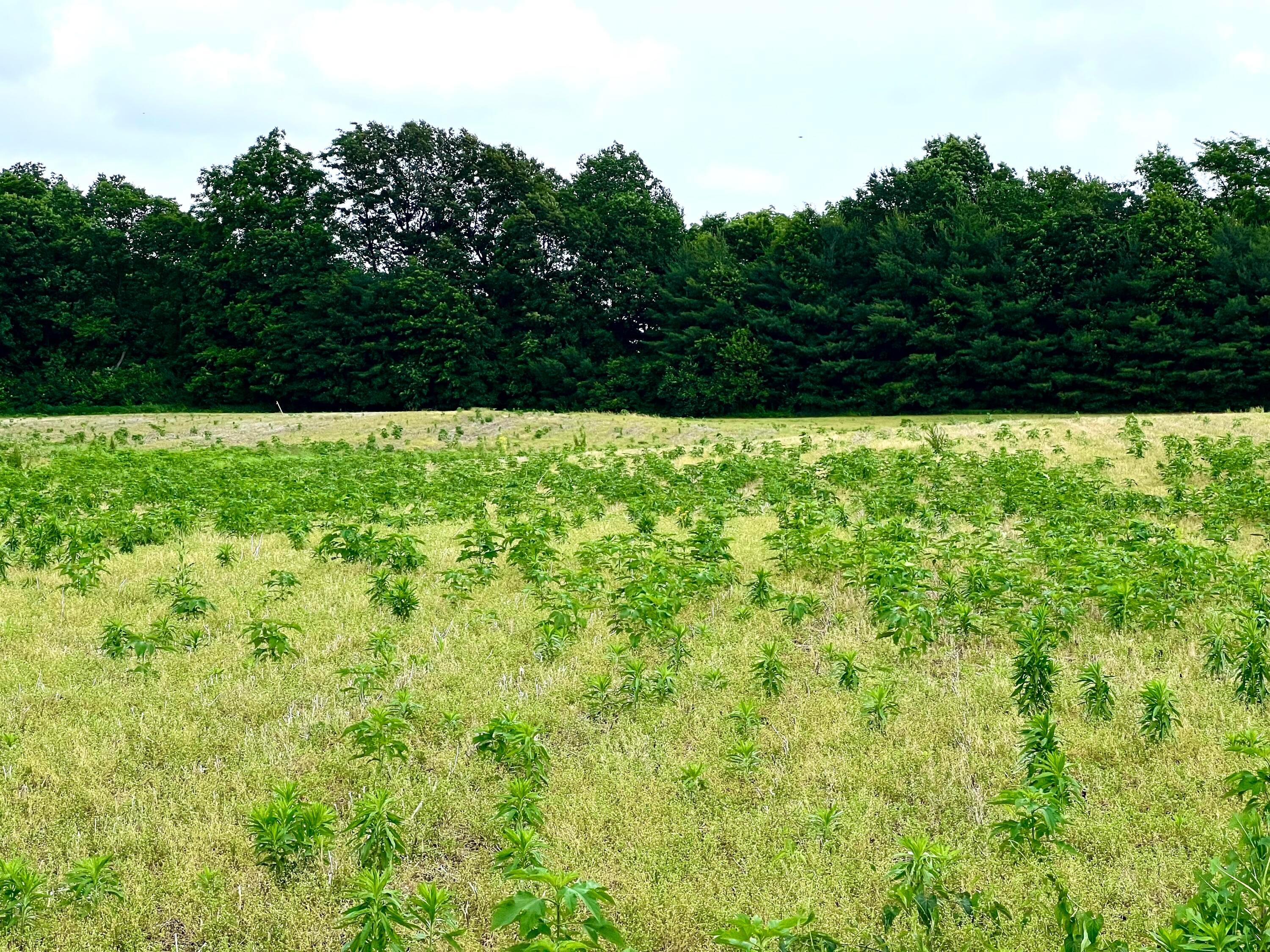 0 Lawrence Road Delaware, OH 43015 - Photo 2 of 4 2nd Tree Line