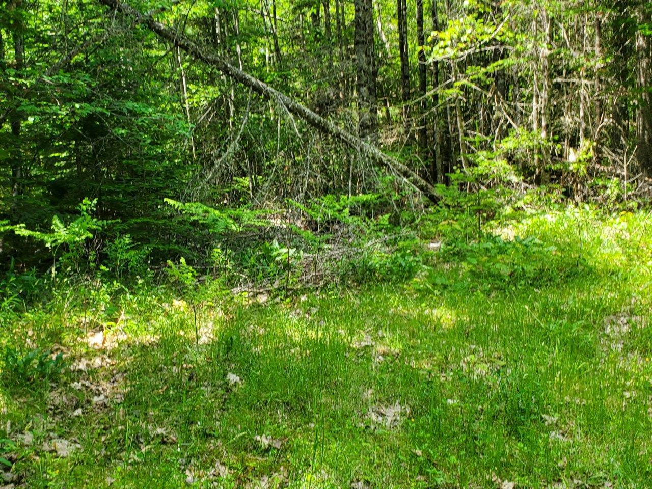 0 Morgan Road Burnham, ME 04922 - Photo 16 of 69 20250617_123937
