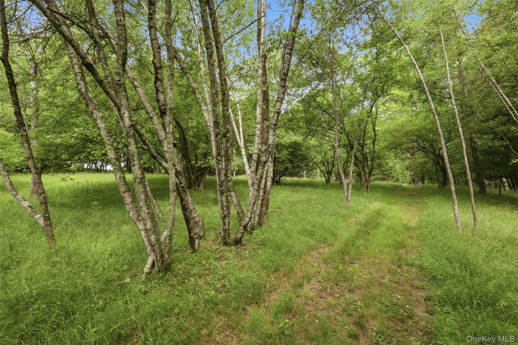 115 Cold Spring Road Liberty, NY 12754 - Photo 23 of 35 10.71 acre lot with an assortment of gorgeous trees, walking paths, stream, pond and endless opportunities for expansion, homesteading or your own outdoor sanctuary