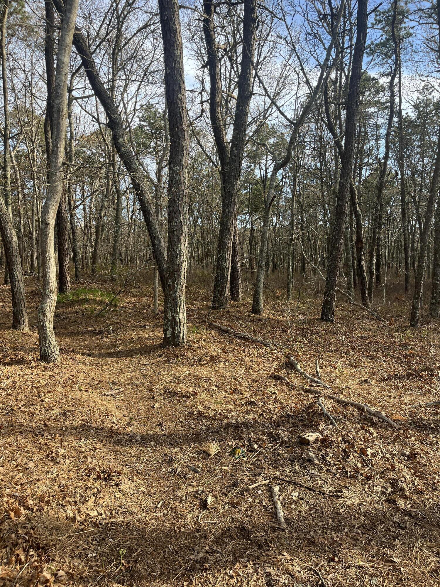 37 Cyprus Road South Dennis, MA 02660 - Photo 1 of 3 a backyard of a house with lots of green space