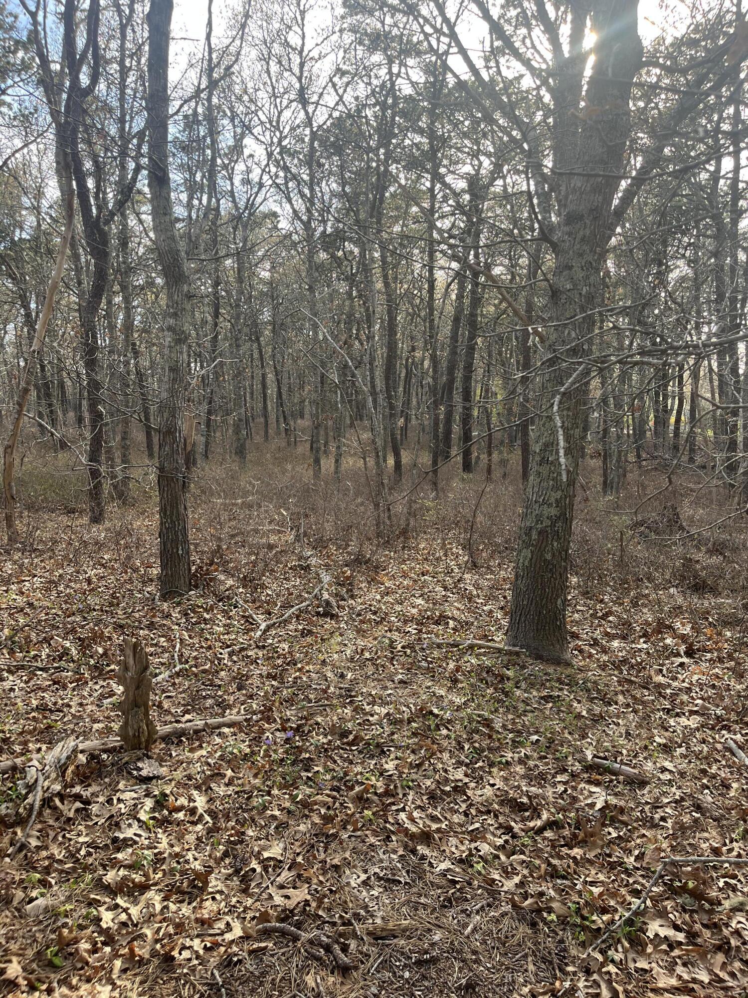 37 Cyprus Road South Dennis, MA 02660 - Photo 2 of 3 a big yard with lots of green space