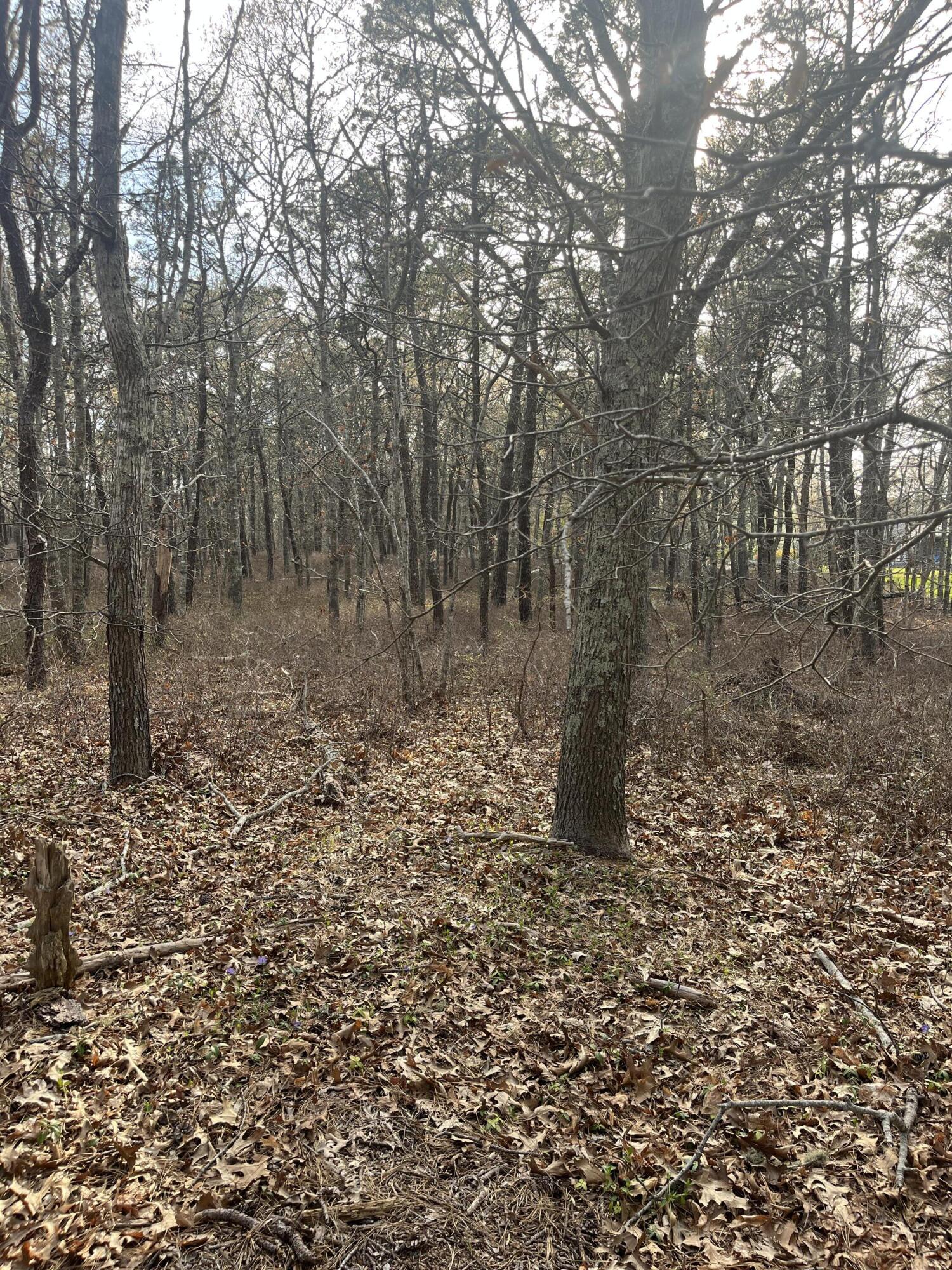 37 Cyprus Road South Dennis, MA 02660 - Photo 3 of 3 a view of a large yard with lots of green space