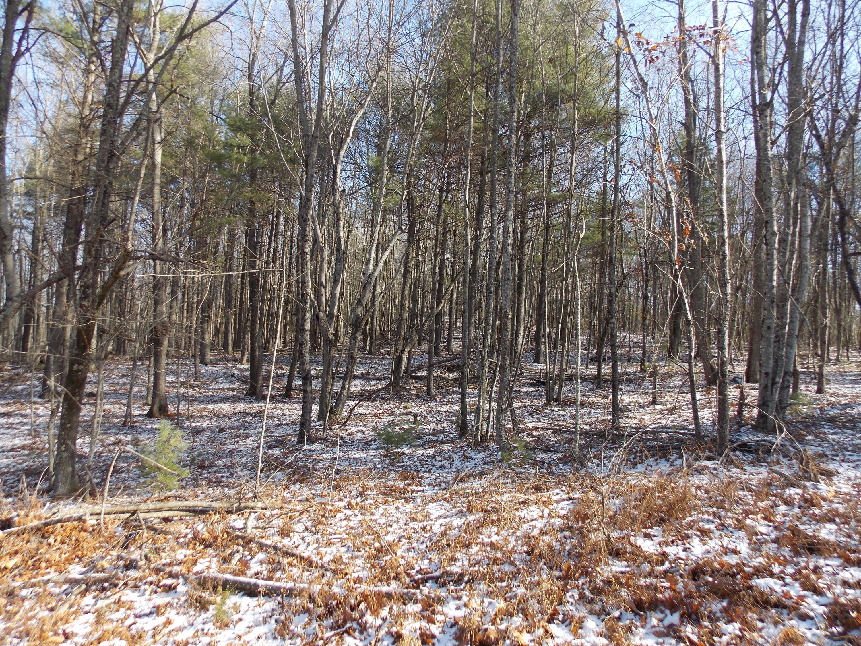 197 Windsor Road Northwest Willis, VA 24380 - Photo 24 of 47 DSCN9500
