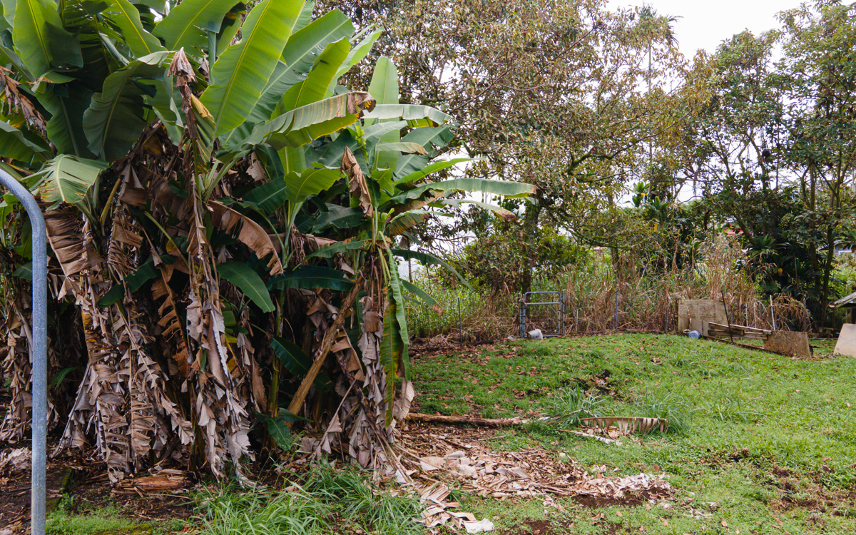 17-251 Volcano Road Keaau, HI 96749 - Photo 16 of 28 a backyard of a house with lots of green space