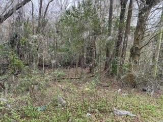 24 Archer Archer, FL 32618 - Photo 7 of 8 a view of a forest with trees in the background