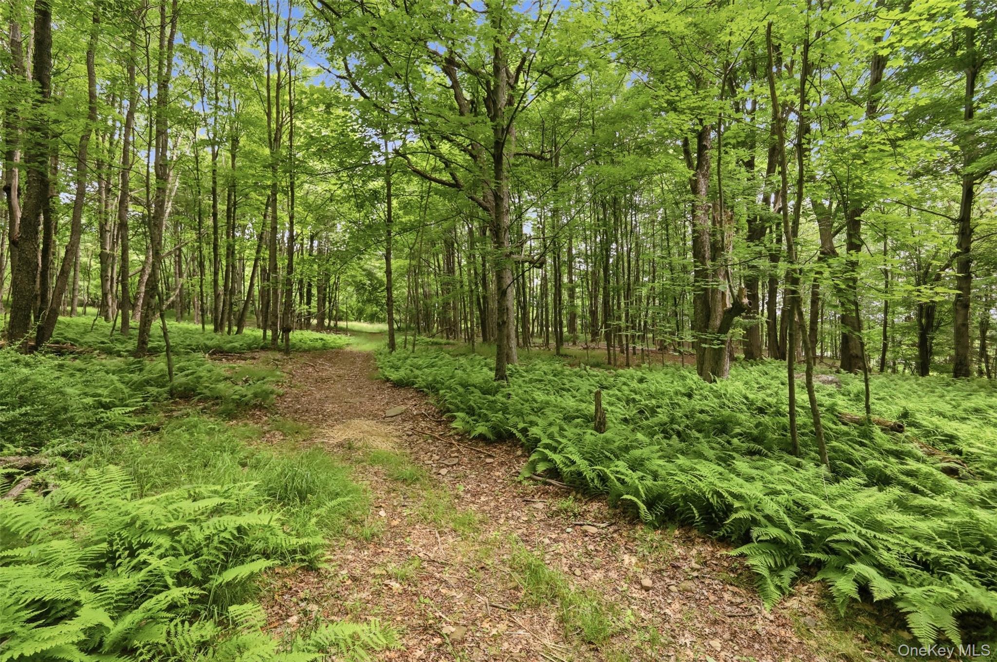 115 Cold Spring Road Liberty, NY 12754 - Photo 24 of 35 Lush ferns, an assortment of trees, trails, pond, stream and open grassy areas