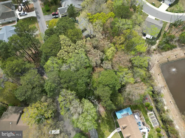 a view of a yard with plants and large trees