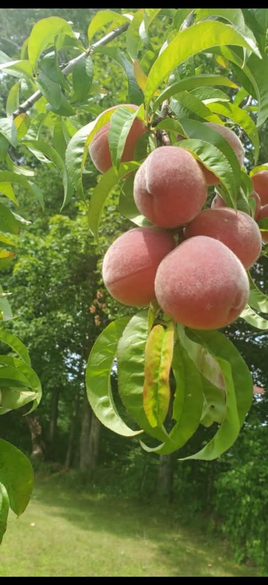 259 River Road Orrington, ME 04474 - Photo 56 of 58 IMG_9451