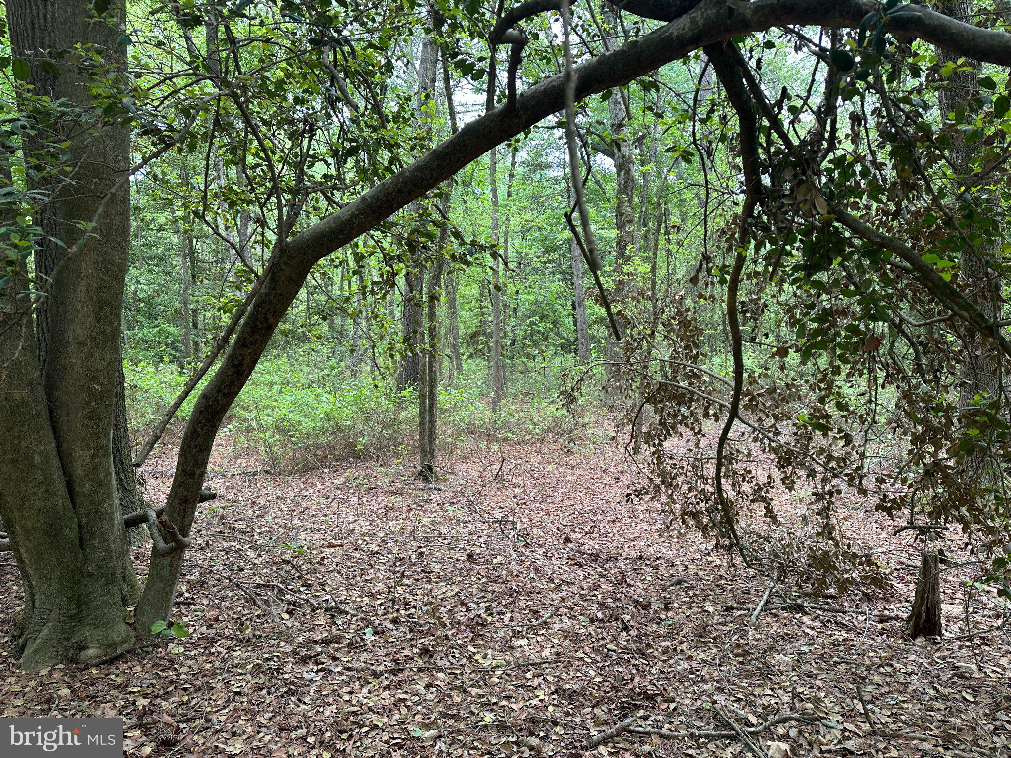 28403 Old Eden Road Eden, MD 21822 - Photo 17 of 46 a view of a forest with trees in the background