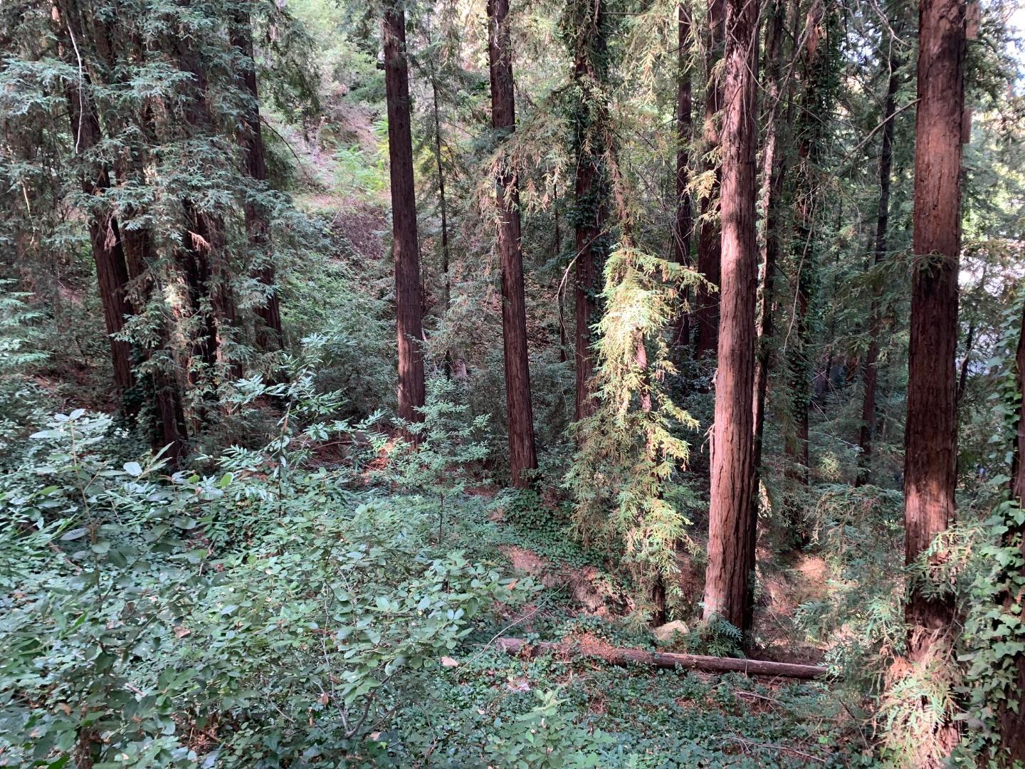 0 Helen Way Los Gatos, CA 95033 - Photo 2 of 4 a view of a forest