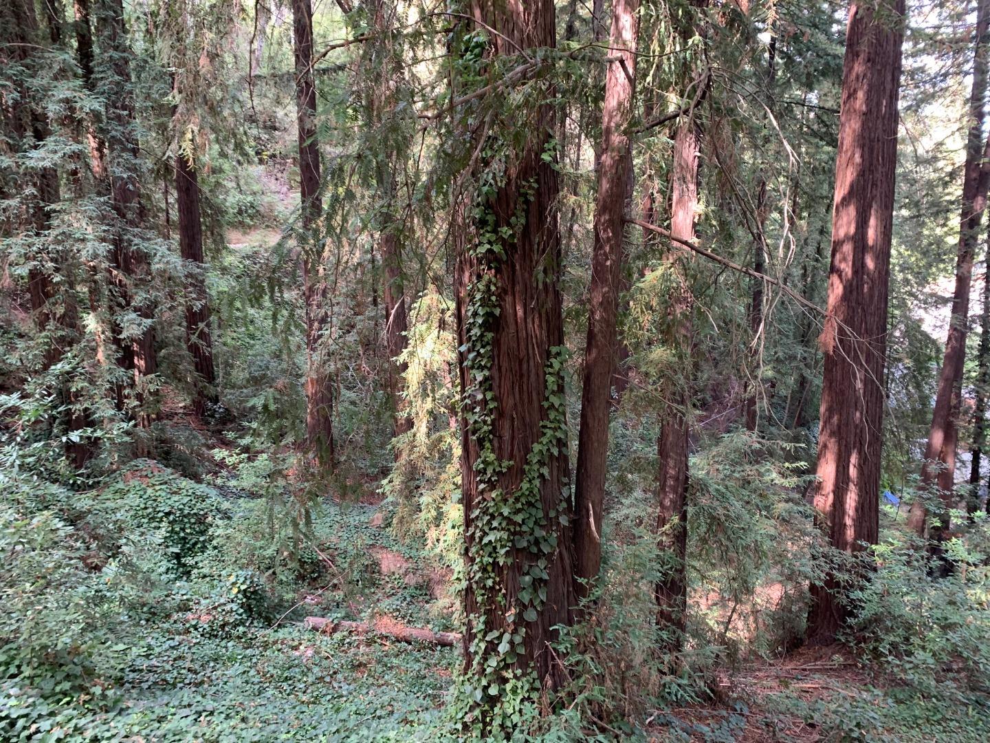 0 Helen Way Los Gatos, CA 95033 - Photo 3 of 4 a view of forest