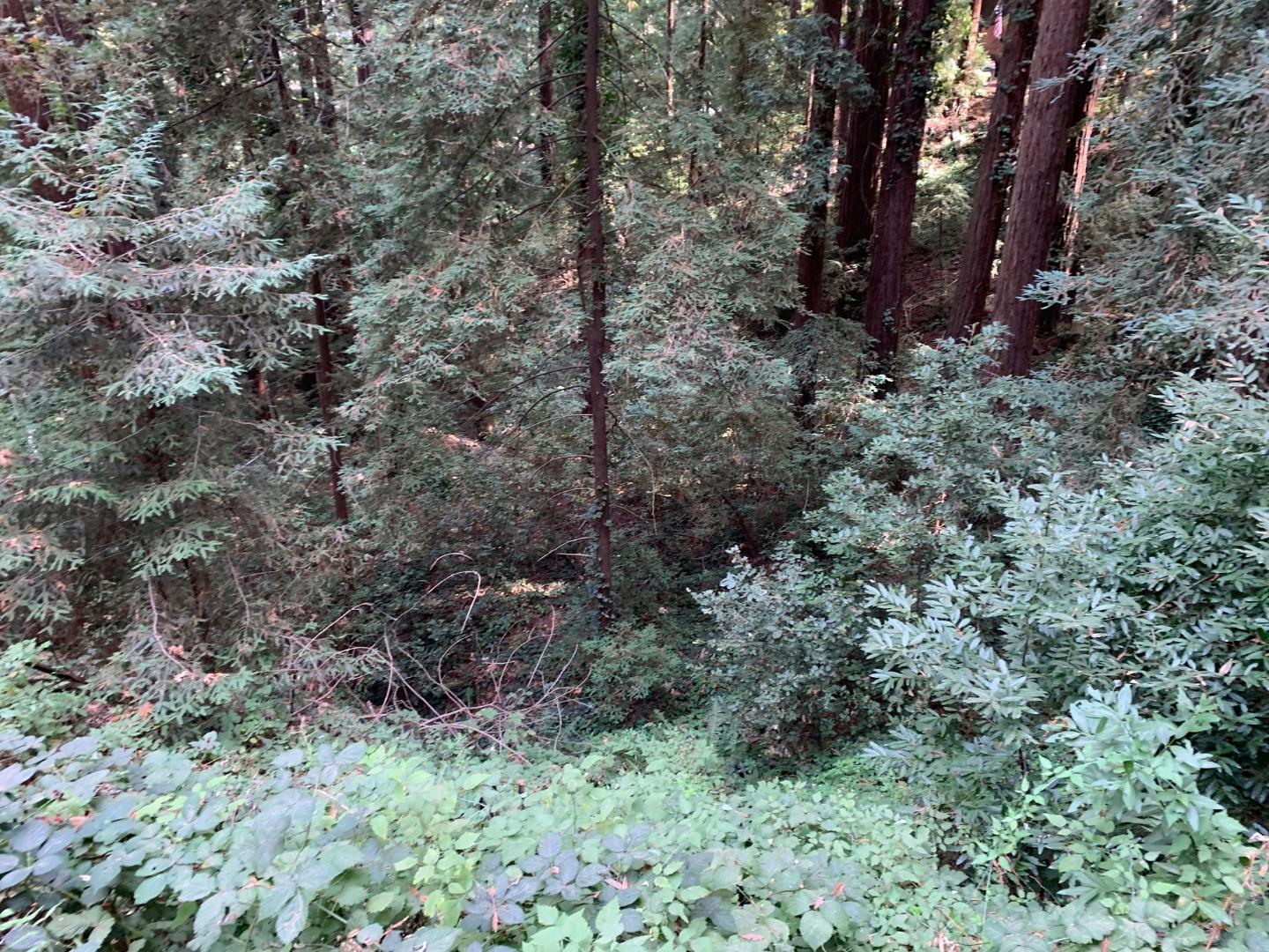 0 Helen Way Los Gatos, CA 95033 - Photo 4 of 4 a view of a forest with trees