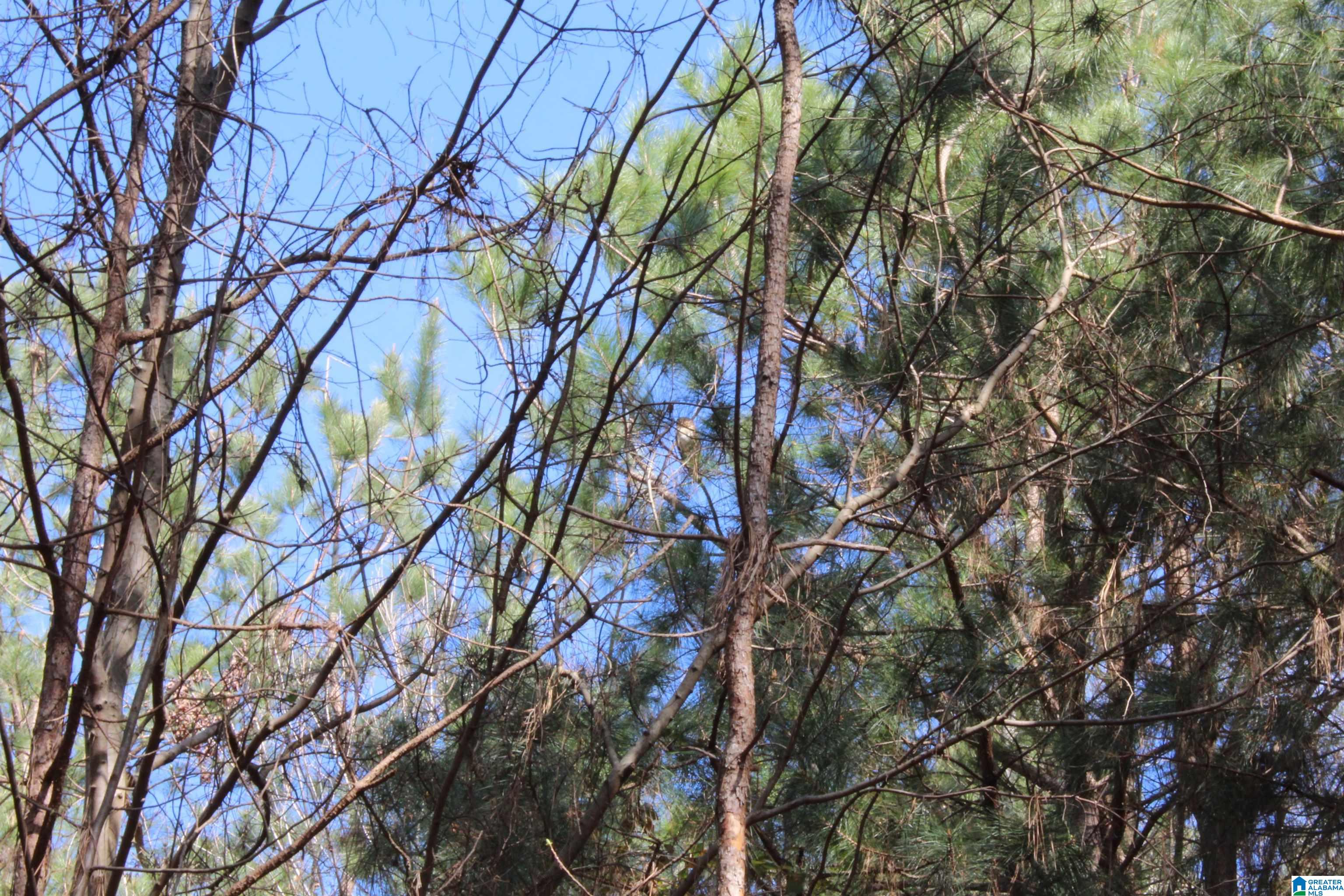 518 County Road, Unit 33 859ACRES Woodland, AL 36280 - Photo 13 of 32