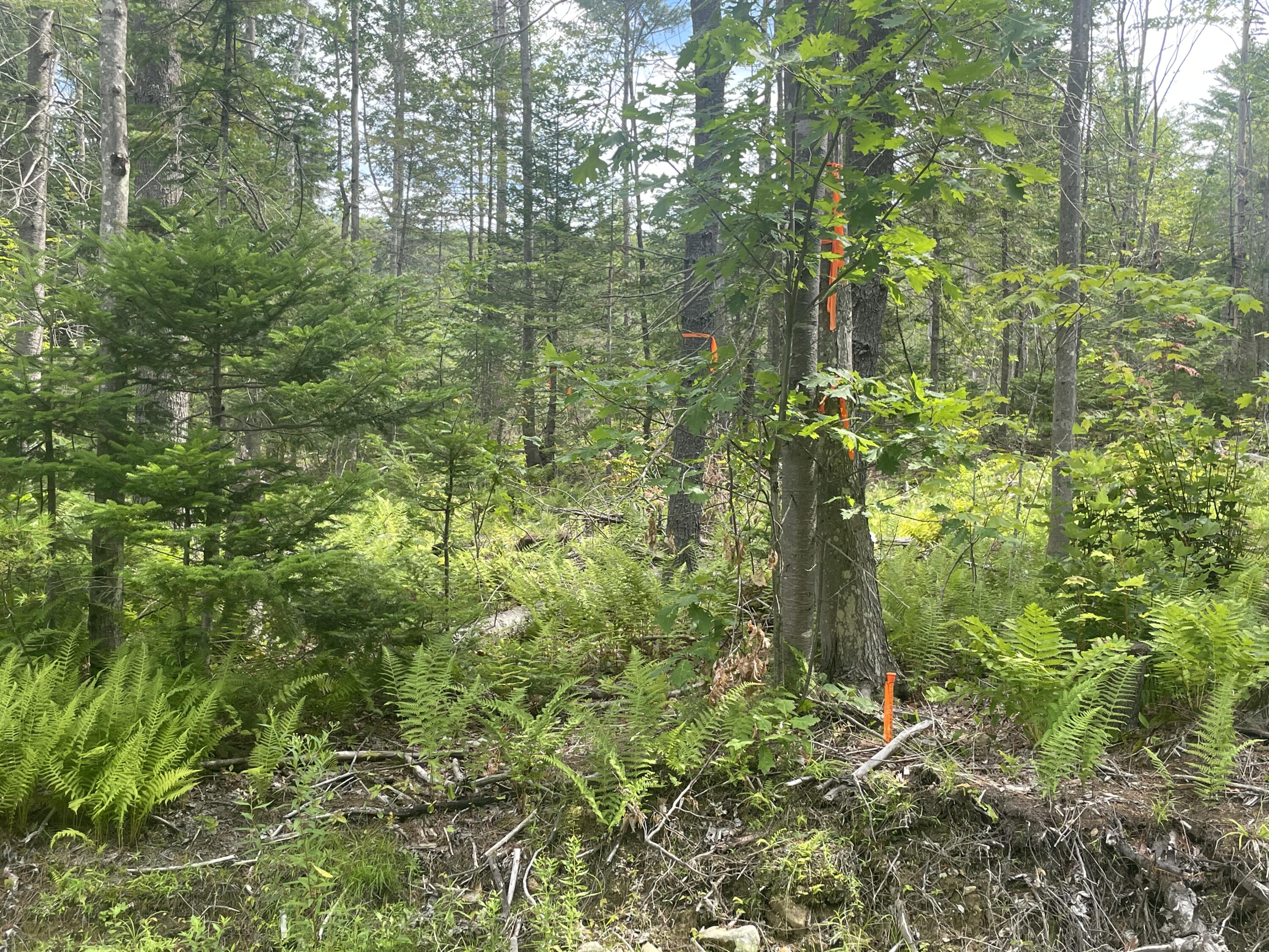 Tbd Grandview Road Bethel, ME 04217 - Photo 4 of 12 C88ECC2E-9AED-4588-A934-B5A61BB1B110