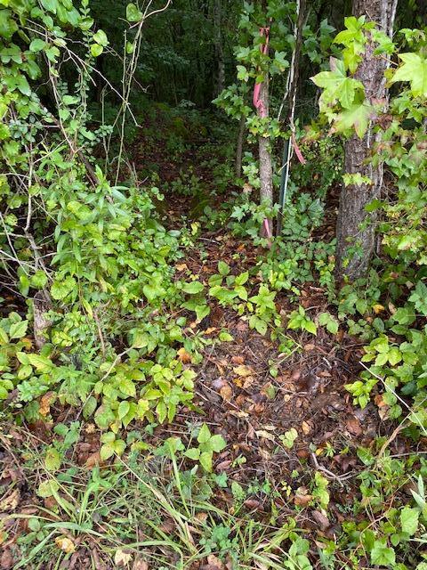 798 Kings Hill Road Spring City, TN 37381 - Photo 13 of 24 image13
